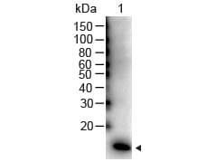 IL-2 Antibody Peroxidase Conjugated Western Blot