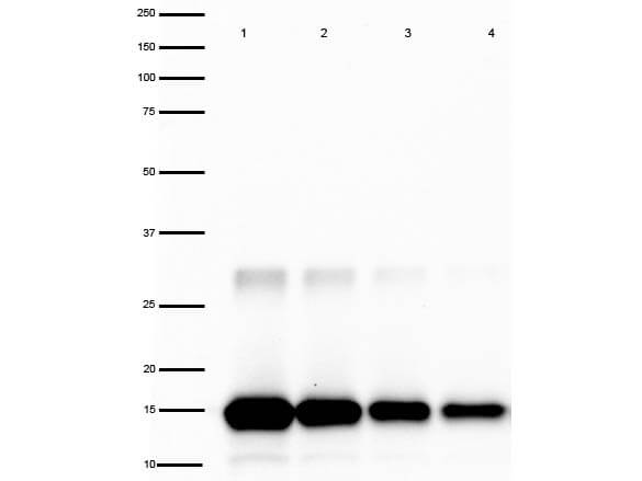 Western Blot of Rabbit anti-IL-2 Antibody Peroxidase Conjugated.