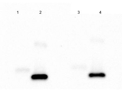 Western Blot of Rabbit anti-IL-2 Antibody Peroxidase Conjugated.