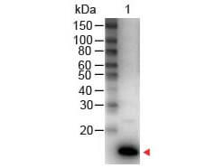 IL-9 Antibody Peroxidase Conjugated