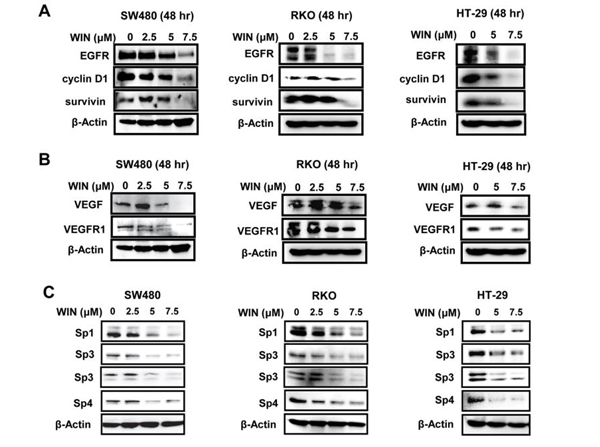 Western Blot using VEGF165 HRP