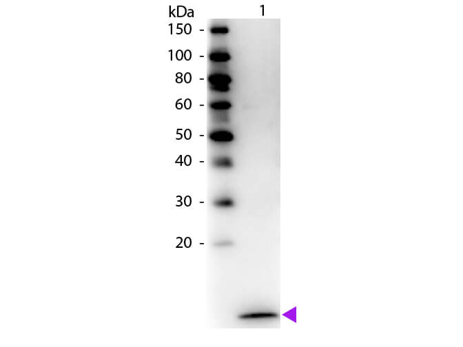 WB - MIP-3 alpha Antibody Biotin Conjugated