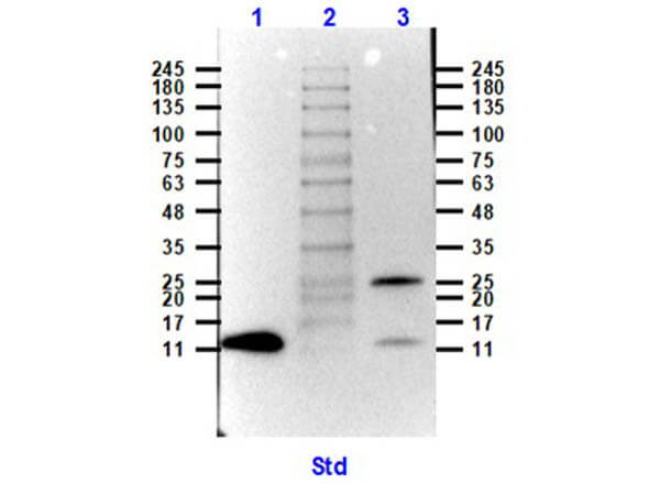 Western Blot of Rabbit Anti-NAG-1 Biotin Conjugated Antibody