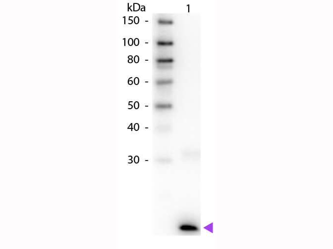 WB - IL-3 Antibody Biotin Conjugated