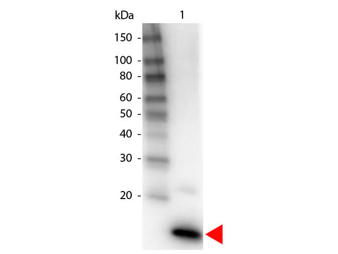 IL-4 Antibody Biotin Conjugated - Western Blot