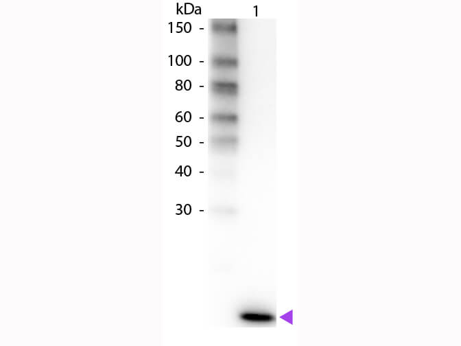WB - IL-2 Antibody Biotin Conjugated
