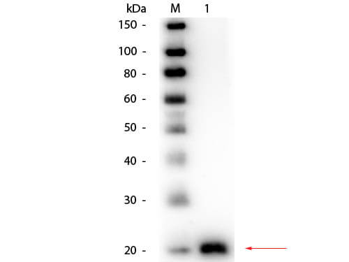 VEGF-165 Antibody Biotin Conjugated - Western Blot