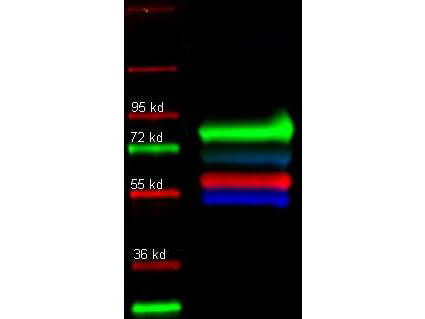 Anti Transferrin antibody-Fluorescent western blot