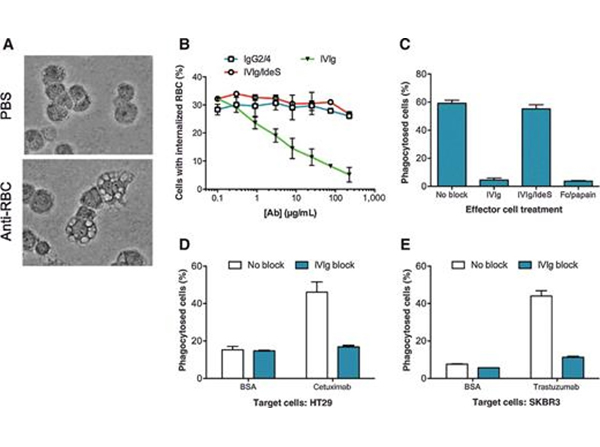 Opsonization with Human RBC