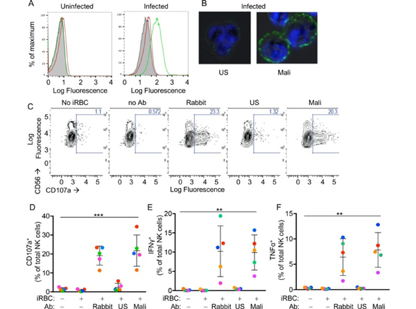 Flow Cytometry using Human RBC