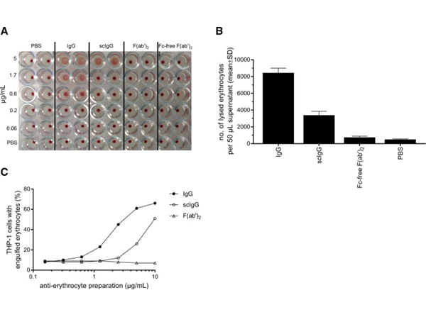 Opsonization with Human RBC
