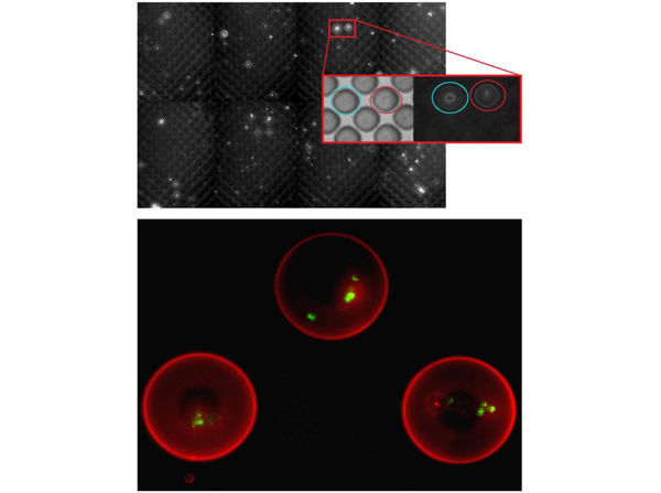 Binding results using Human IgG FITC