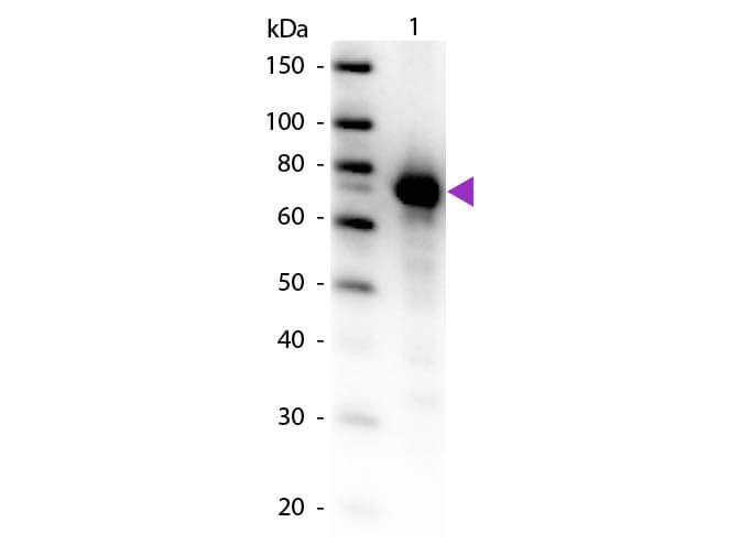 WB - Transferrin Antibody Biotin Conjugated