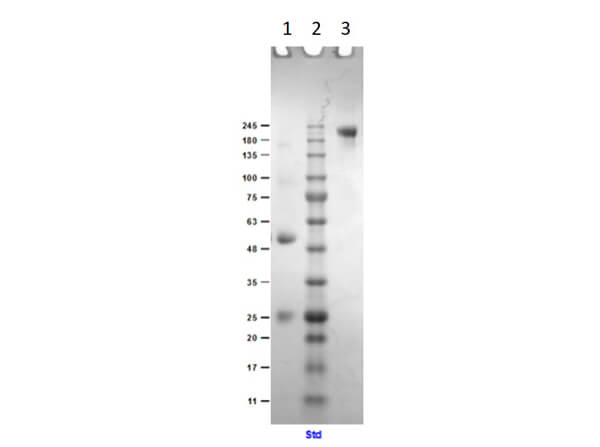 SDS PAGE Results of Goat Anti-Mouse IgG Antibody