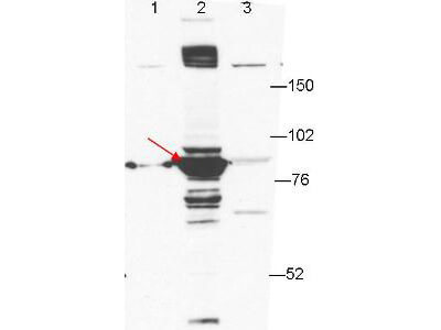Anti-ESRP-1 Antibody - Western Blot