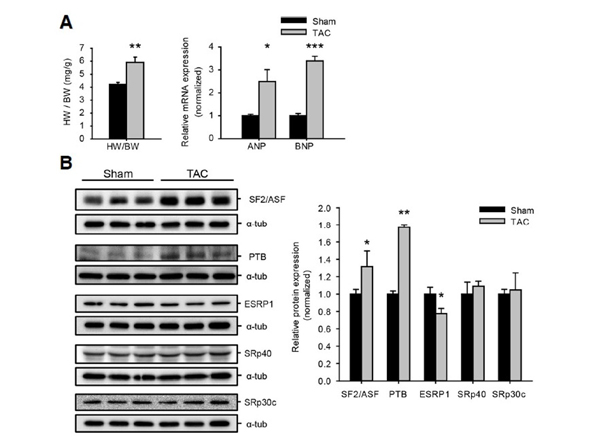 Western Blot using Esrp1