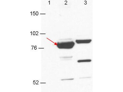 Anti-Esrp-1/2 Antibody - Western Blot