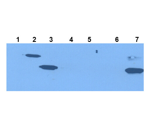 Western Blot - IDO1 Antibody