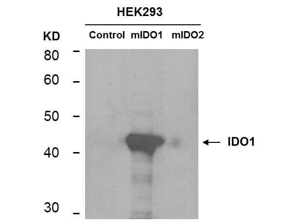 Western Blot - Anti-IDO1 antibody