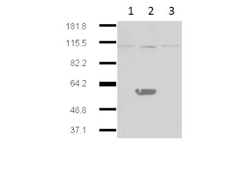 Western Blot - IDO2 Antibody