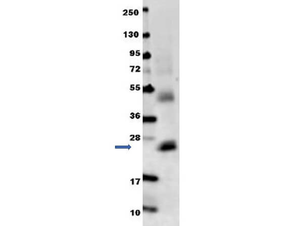 Anti-Mouse IL-6 Antibody - Western Blot