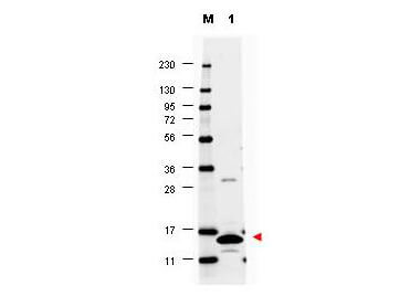 Anti-Mouse GM-CSF Antibody - Western Blot