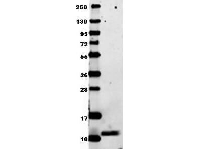 MIP-1 alpha Antibody