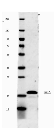 Anti-Mouse IL-1ß Antibody - Western Blot