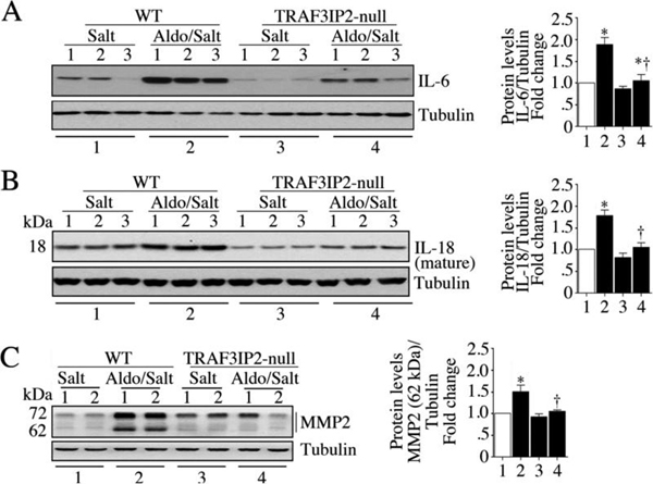 Western Blot using IL18