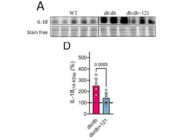 Western Blot using IL18