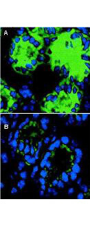 Anti-Mouse IL-18 Antibody - Immunofluorescence microscopy