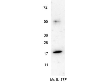 Anti-Mouse IL-17F Antibody - Western Blot