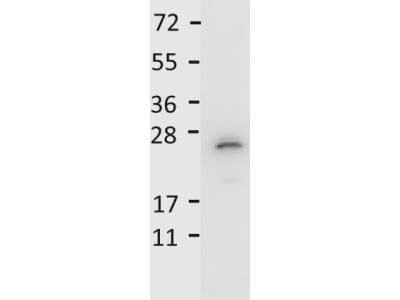 IL-27/p28 Antibody