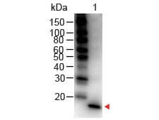 IL1 beta Antibody Peroxidase Conjugated Western Blot