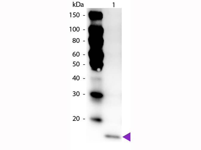 WB - IL-17F Antibody Peroxidase Conjugated
