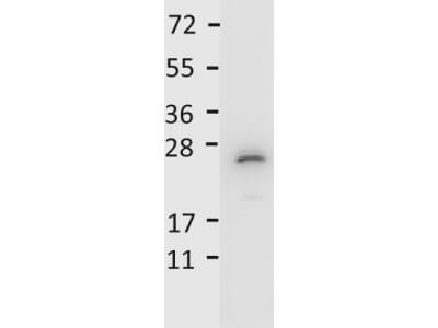 Anti-Mouse IL-27/p28 Antibody - Western Blot