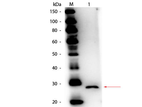 Mouse EBI-3 Antibody Peroxidase Conjugated - Western Blot