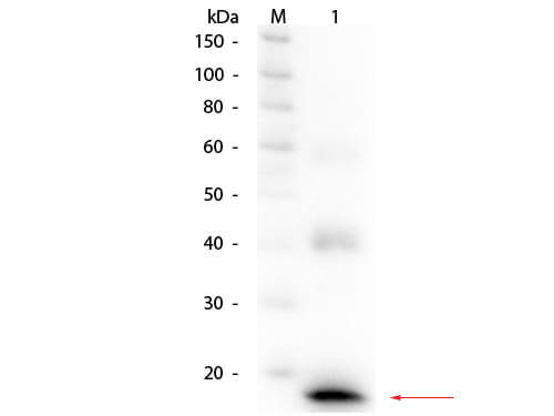 Mouse IL-1ß Antibody Biotin Conjugated - Western Blot