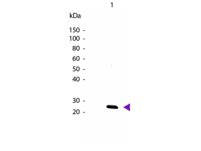 IL-27/p28 Antibody Biotin Conjugated