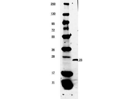 Anti-Mouse EBI-3 Antibody Biotin Conjugated - Western Blot