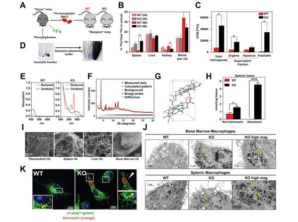 Opsonization with mouse RBC