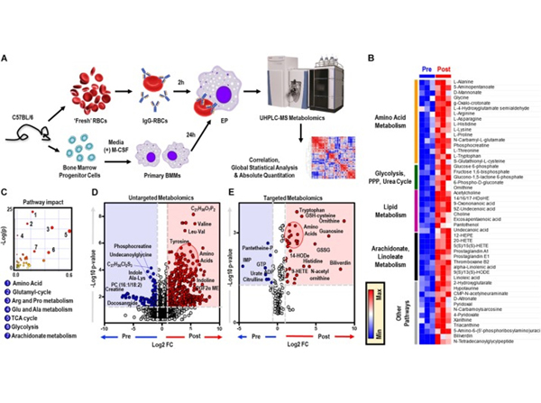 Opsonization with mouse RBC