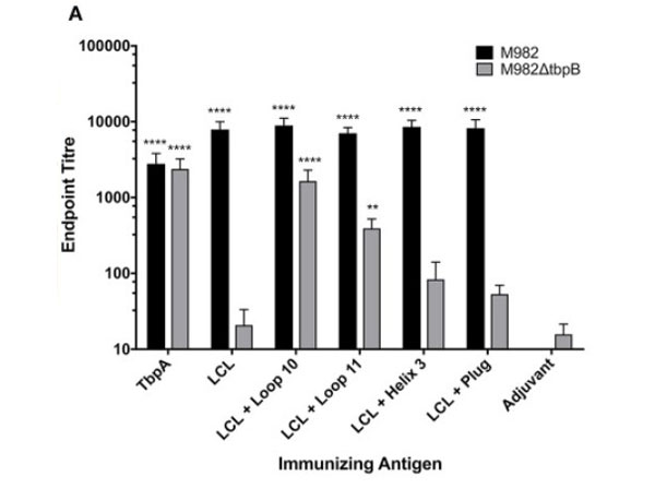 ELISA results using Rabbit Anti-Mouse IgG Persoxidase