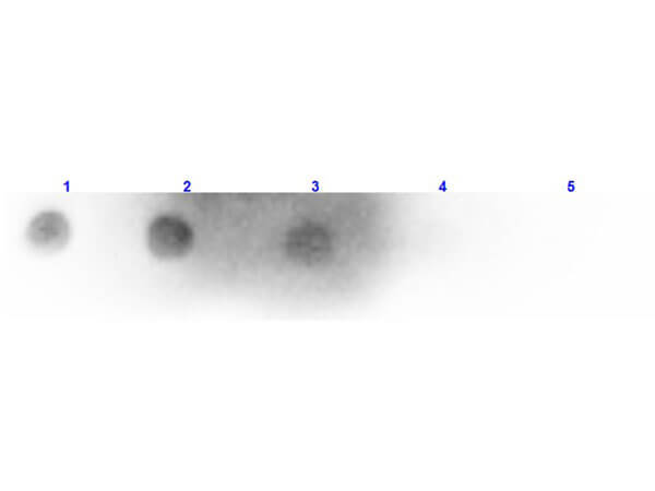 Dot Blot of Anti-Mouse IgM Antibody Peroxidase Conjugated