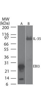 Western Blot- EBI3 Antibody