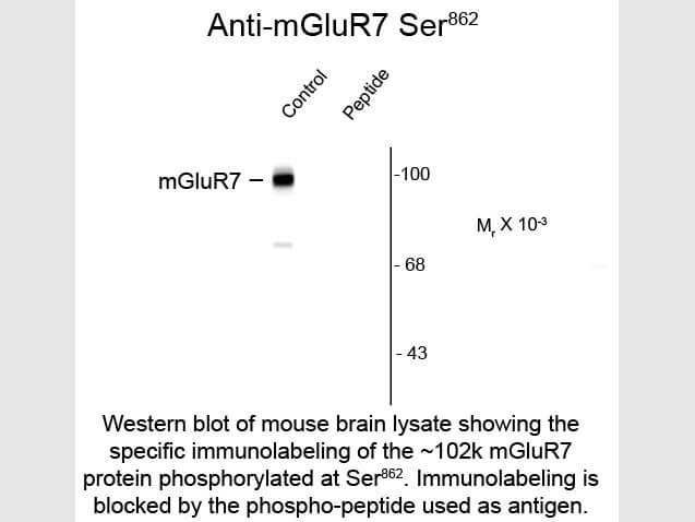 Western blot of Anti-mGluR7 pS862 (Rabbit) Antibody - 600-401-D78