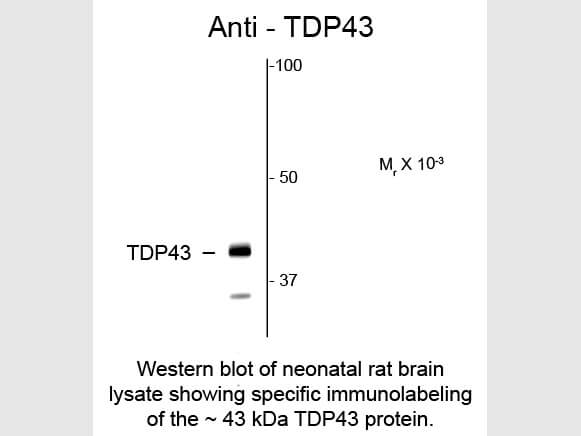 Western blot of Anti-TDP43 (Rabbit) Antibody - 600-401-E43