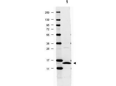 Anti-IL-17A Antibody - Western Blot