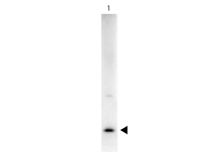 IL-17A Antibody Biotin Conjugated