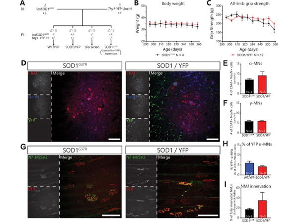 Immunofluorescence using NFM
